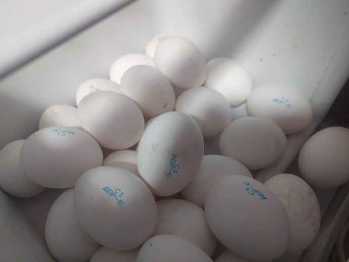 Костромичам рассказали, где купить продукты с 30-процентной скидкой