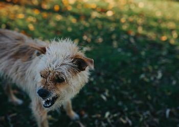 Амурчанин выстрелил в соседскую собаку, забравшуюся к нему во двор