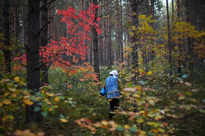 Глазков: Сезон сбора зимних опят в Подмосковье продлится до конца февраля
