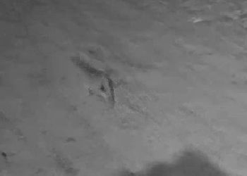 Рысь зашла во двор ресторана в Благовещенске