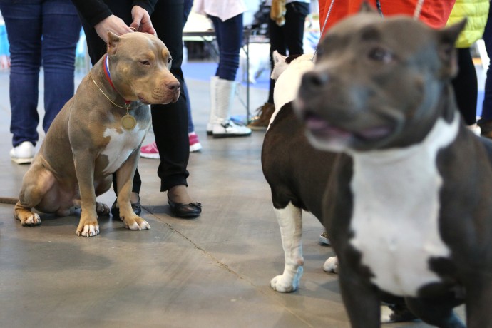 В СФ поддержали расширение списка опасных пород собак