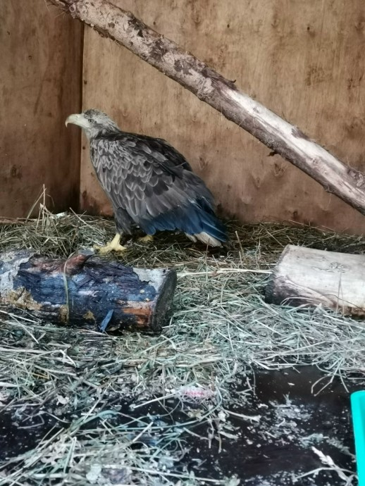 Кировских рыбаков просят помочь с кормом для больного орлана