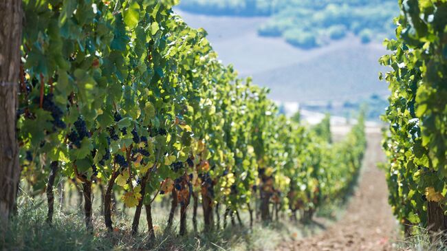 В Севастополе откроют уникальный терруар вина В Севастополе откроют уникальный терруар вина