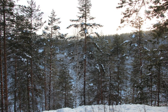 Погода в Башкирии готовит приятный сюрприз на Новый год Погода в Башкирии готовит приятный сюрприз на Новый год