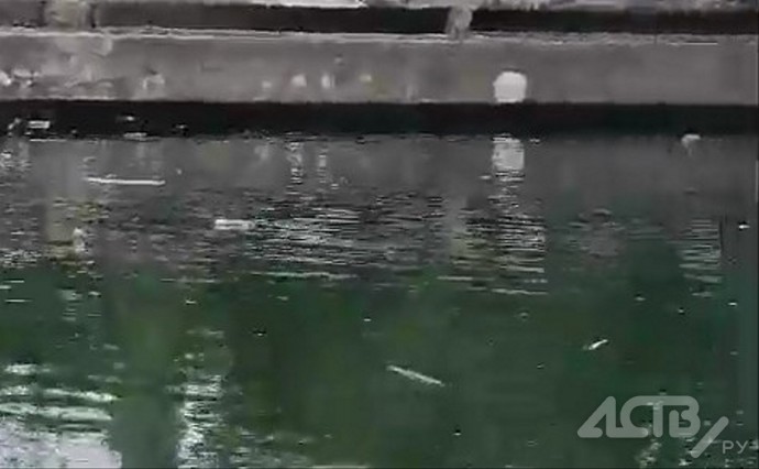 Одна погибла, трёх спасли: собаки тонули в старом водохранилище в Поронайске Одна погибла, трёх спасли: собаки тонули в старом водохранилище в Поронайске