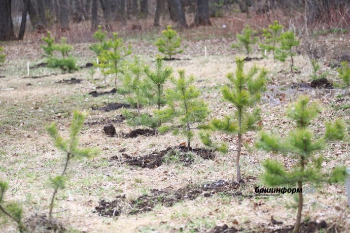 В 2026 году лесовосстановление в Башкирии проведут минимум на 13 тысячах га
