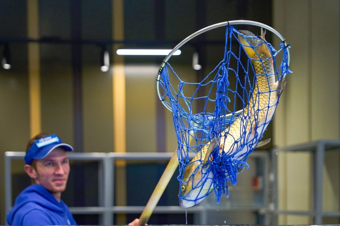 Белый амур появился в аквариумах рынка «Москва — на волне» в Митине Белый амур появился в аквариумах рынка «Москва — на волне» в Митине