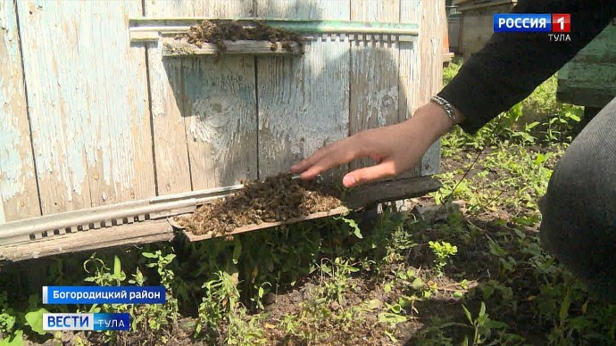 В Богородицком районе фермеры опять потравили пчёл
