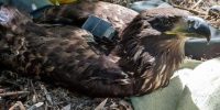 В Астраханской области подстрелили краснокнижного орлана: птица борется за жизнь, возбуждено уголовное дело
