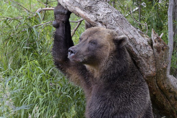 Mash: Популяция медведей в Подмосковье выросла почти в пять раз