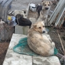 Выпустили 490, умертвили 175: на безнадзорных животных на Сахалине потратят более 300 млн рублей