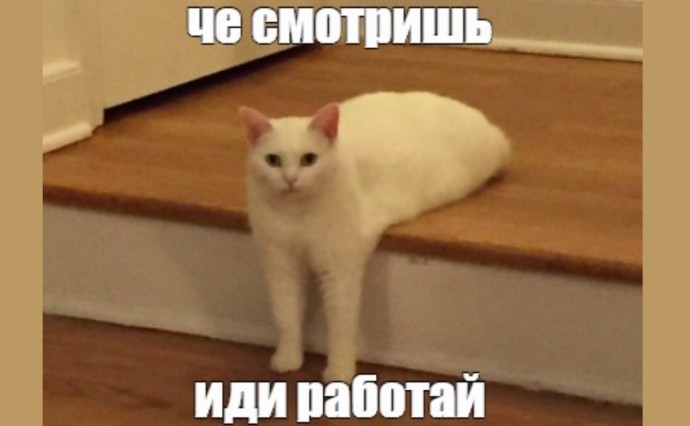 Котики против стресса: мемы с животными спасают психику