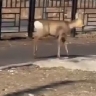 По Свободному прогулялась косуля