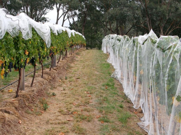 Сербия заняла первое место среди поставщиков саженцев винограда — Россельхознадзор