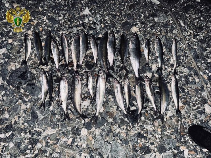 В Бурятии браконьера будут судить за 27 омулей В Бурятии браконьера будут судить за 27 омулей