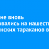 Иркутяне вновь пожаловались на нашествие туркменских тараканов в домах