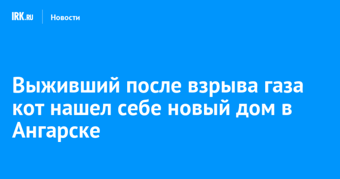 Выживший после взрыва газа кот нашел себе новый дом в Ангарске Выживший после взрыва газа кот нашел себе новый дом в Ангарске