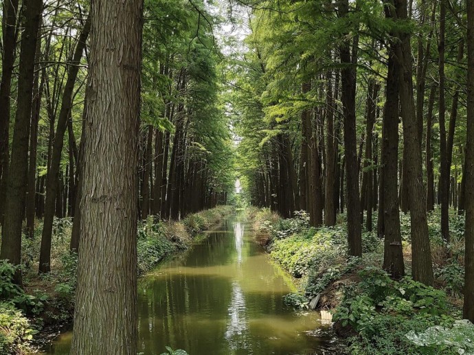 Водный лес получает сказочный вид благодаря кипарисам по данным путешественников