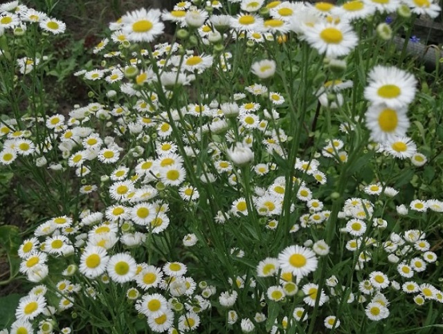 МЧС: 18 сентября местами по Мордовии ожидаются слабые заморозки на почве