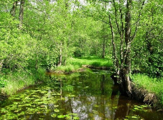 В Мордовии ученые обнаружили более 150 новых видов мух Phoridae В Мордовии ученые обнаружили более 150 новых видов мух Phoridae