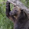 Mash: Популяция медведей в Подмосковье выросла почти в пять раз