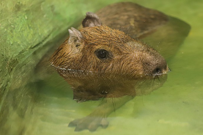 В Московском зоопарке теплолюбивых животных перевели в подогреваемые вольеры