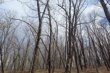 Запрет на посещение лесов продлили в Амурской области