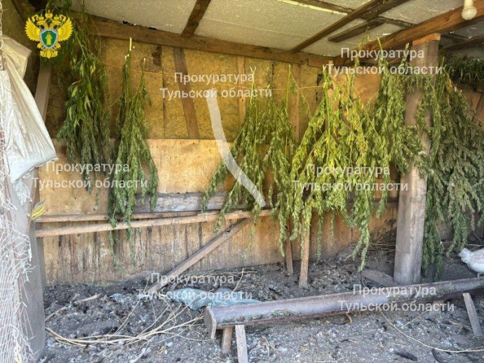 Жителя Богородицкого района будут судить за хранение крупной партии конопли
