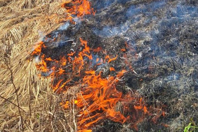 Новгородские пожарные девять раз выезжали тушить горящую траву