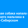 Бродячая собака напала на 10-летнего мальчика в Усолье-Сибирском