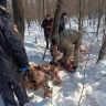 Полиция ищет браконьеров, убивших лося в Иглинском районе Башкирии