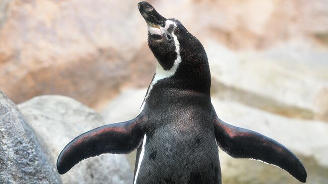 Пингвин Гумбольдта оградил птенца от фотосессии в Приморском океанариуме