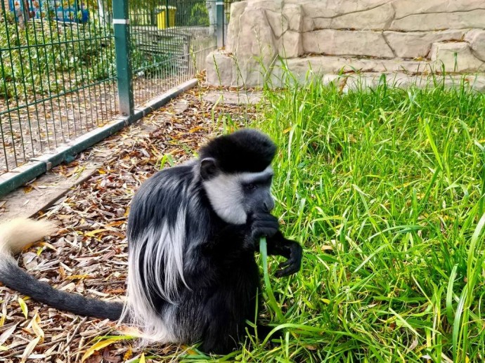 В Старооскольском зоопарке поселились редкие обезьяны колобусы В Старооскольском зоопарке поселились редкие обезьяны колобусы