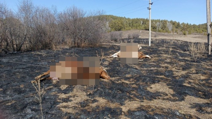 В районе Башкирии несколько коров убило током