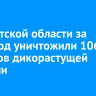 В Иркутской области за 2025 год уничтожили 1069 гектаров дикорастущей конопли