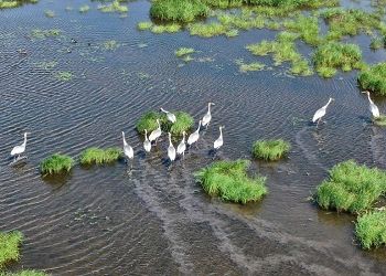 Шумно и весело: ватаги журавлей-холостяков сняли в Приамурье
