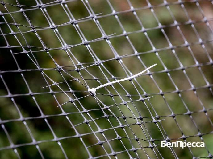 Гладков: «56 соцобъектов в Белгороде накроют антидроновыми сетками» Гладков: «56 соцобъектов в Белгороде накроют антидроновыми сетками»