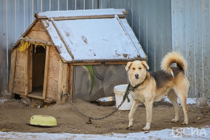 Более четырех тысяч бродячих собак отловлено в Якутии в 2025 году