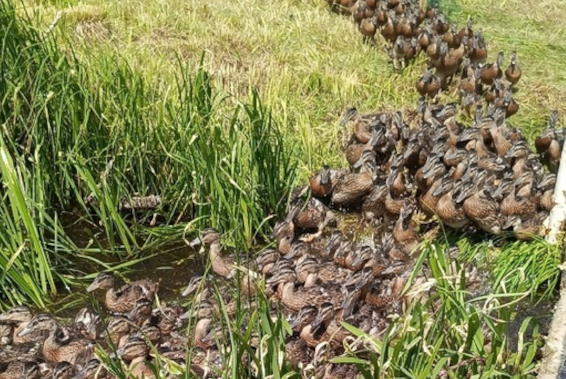 В Новгородской области выпустили в природную среду тысячу утят В Новгородской области выпустили в природную среду тысячу утят