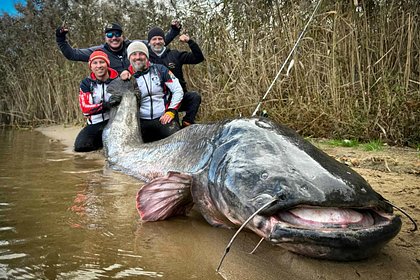 Рыбаки поймали гигантского сома и объявили себя мировыми рекордсменами Рыбаки поймали гигантского сома и объявили себя мировыми рекордсменами