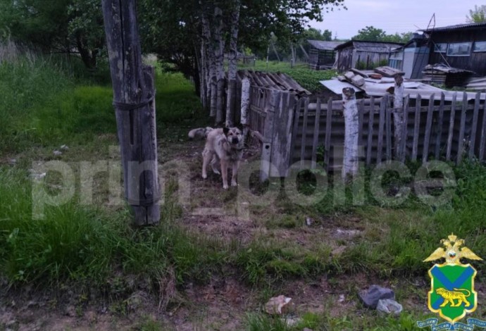 Агрессивная собака искусала пятилетнюю девочку в Приморье