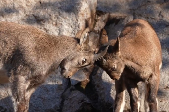 Московский зоопарк показал видео с дагестанскими турами