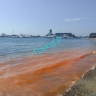 «Кровавое море»: владивостокцев снова напугал красный прилив