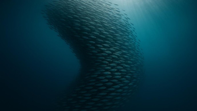 Огромный косяк сардин ожидают в сентябре 2025 года в порту на Средиземном море