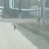 Видео: в центре Хандыги заметили зайца