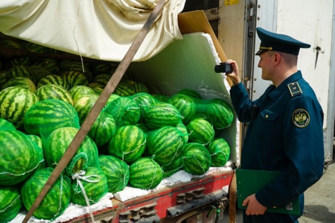 На Южном Урале начался арбузный бум На Южном Урале начался арбузный бум