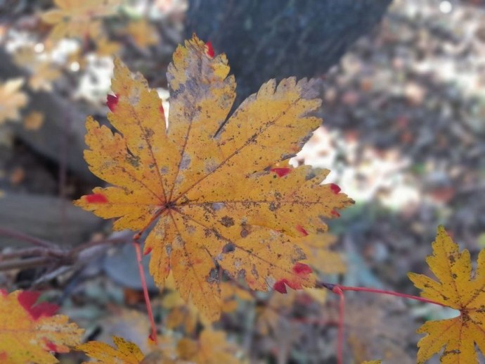 Ноябрь во Владивостоке начинается с дождя
