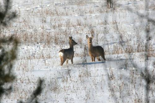 Охота дорого обошлась: амурские браконьеры заплатят миллион за косуль Охота дорого обошлась: амурские браконьеры заплатят миллион за косуль