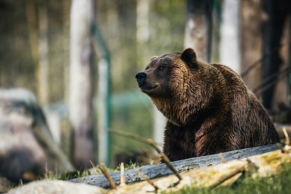 Ручной медведь по кличке Тедди растерзал хозяйку на глазах у соседских детей Ручной медведь по кличке Тедди растерзал хозяйку на глазах у соседских детей