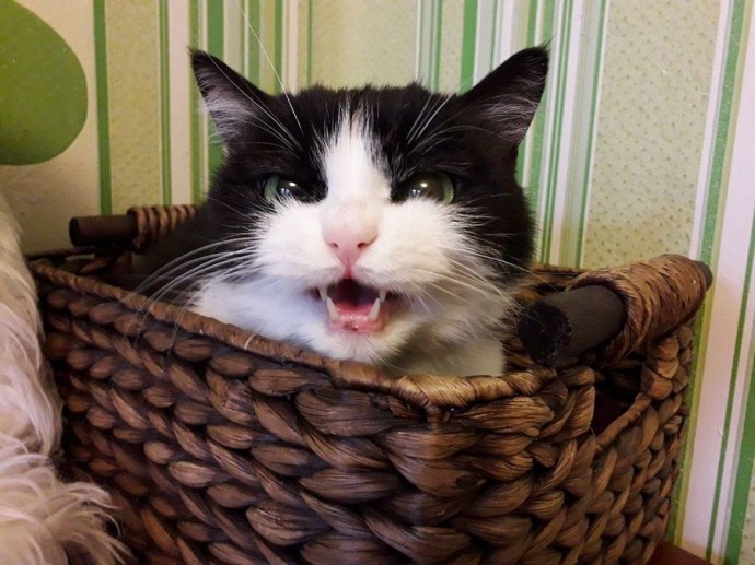 Дно пробито: котов во Владивостоке оценили в 10 тысяч рублей